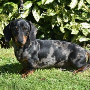 ASTON DU CLOS DES BORDS DE MER