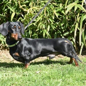 UNO DU PAYS DES GEANTS