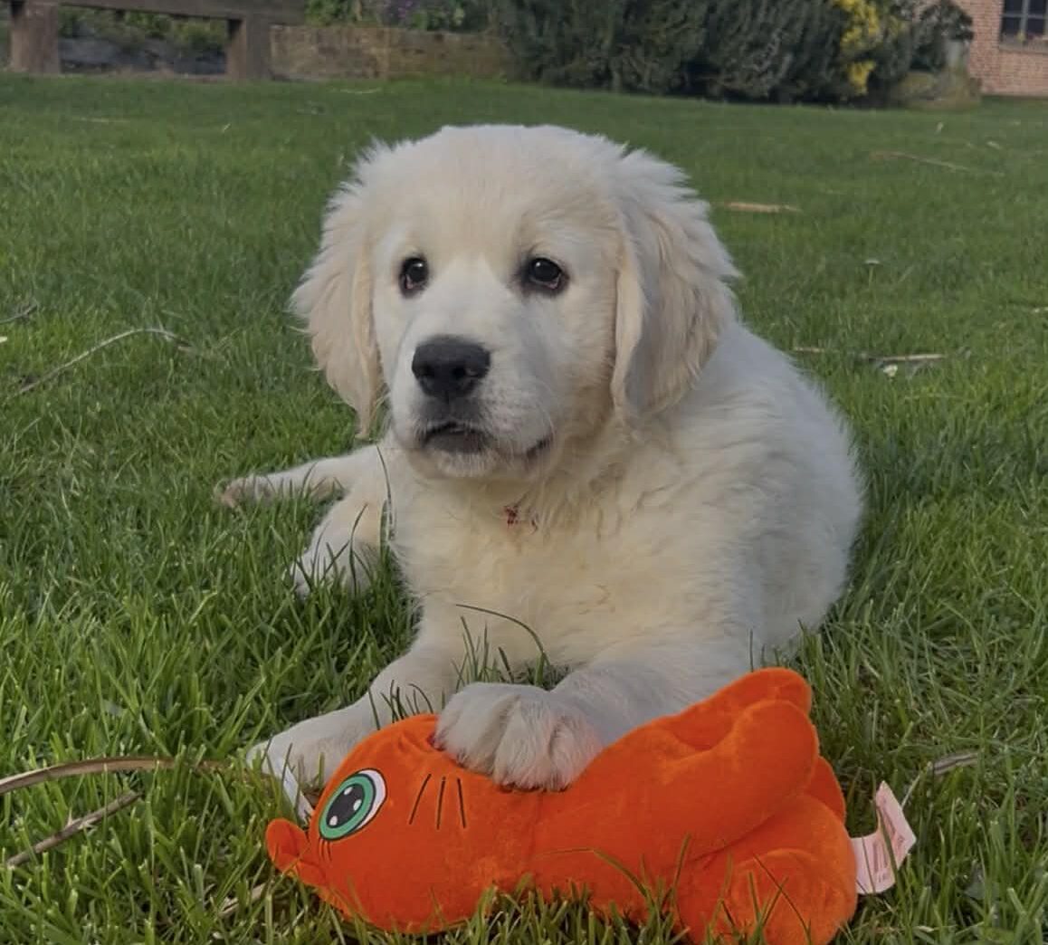 photo-chiots-golden-retriever-elevage-du-klockhuis