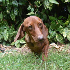 Anette